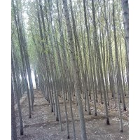 數(shù)萬棵速生楊低價(jià)銷售中