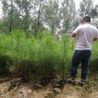 一米高濕地松價格，100公分濕地松杯苗-湖北華青農(nóng)業(yè)