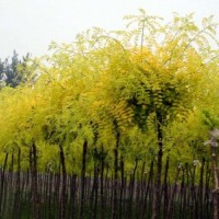 金葉國(guó)槐胸徑6-13公分北京大苗圃基地購(gòu)樹木市排價(jià)