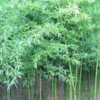 剛竹高2.5-5米北京大苗圃基地購樹木市排價
