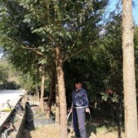 米徑7～20公分的紅豆杉假植苗和靜精品盆景假植苗