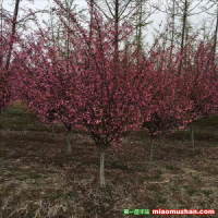 安徽哪里有賣西府海棠的？