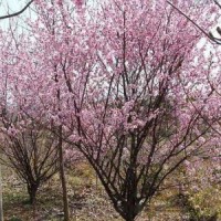 叢生蠟梅5-10條北京大苗圃基地購樹木市排價(jià)