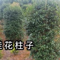 桂花柱