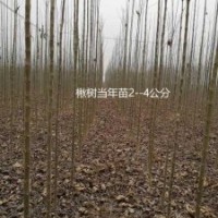 速生楸樹