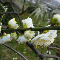 江蘇綠色梅花低價批發(fā) 綠色梅花苗圃直供