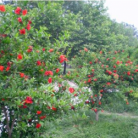 江蘇牡丹花石榴低價供應(yīng) 牡丹花石榴產(chǎn)地是哪里 花石榴樹6公分什