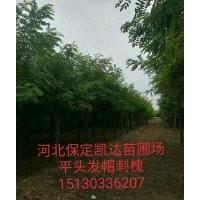 河北保定博野金絲柳價(jià)格，旱柳圖片，刺槐什么價(jià)格