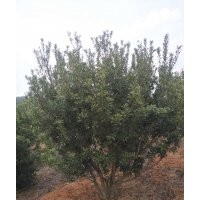 云南地區(qū)萬畝種植基地供應 楊梅樹苗