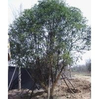 長期供應(yīng)桂花 枇杷