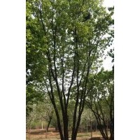 專業(yè)誠信銷售：元寶楓/蒙古櫟/五角楓