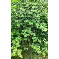 地徑3公分紅豆杉（田苗、袋苗、移栽苗）50萬株