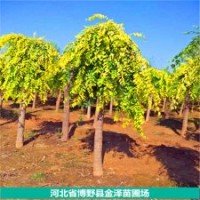 臭椿、垂榆、金葉垂榆、白榆、榆樹、長(zhǎng)枝榆
