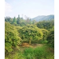 供應(yīng)精品羽毛楓10公分羽毛楓12公分紅梅12公分紅梅10公分