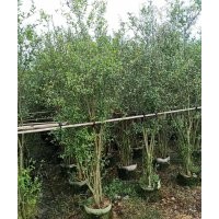 供應100-200高花石榴袋苗假植苗
