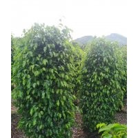 供應150-200高垂葉榕柱袋苗假植苗