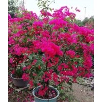 供應80-150高三角梅袋苗假植苗