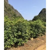 四季桂