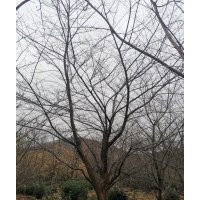 供應(yīng)叢生紫薇紅梅紅楓櫻花雞爪槭日本紅楓八月桂丹桂金桂無(wú)患子