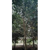 供應(yīng)叢生紫薇紅梅紅楓雞爪槭日本紅楓染井吉野櫻丹桂金桂八月桂羽