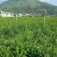 地徑2～3公分的紅豆杉100萬(wàn)株，價(jià)格非常便宜