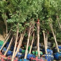 地徑4～6公分的紅豆杉，80萬株