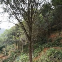 米徑15～20公分的紅豆杉5萬株，樹形漂亮，價格非常便宜！