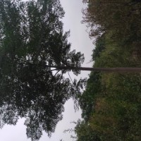 苦楝,國槐,碧桃
