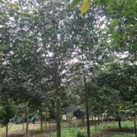 供應(yīng)四川成都樂昌含笑 基地批發(fā)價格