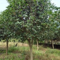 獨(dú)桿桂花地徑5-8公分北京大苗圃基地購樹木市排價(jià)