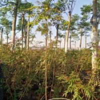 優(yōu)價處理：雪松,云南櫻花,滇合歡