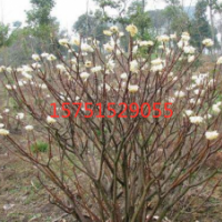 江蘇白花樹價(jià)格 白花樹苗圃直銷