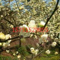 江蘇綠梅花低價供應(yīng) 苗圃直銷綠梅花