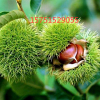 栗子樹(shù)哪里有貨源？ 2019栗子樹(shù)批發(fā)