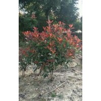紅葉石楠球，紅花繼木球，金森女貞球