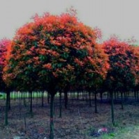 湖南紅葉石楠、紅葉石楠樹、紅葉石楠球
