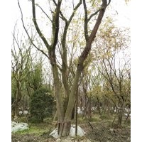 獨(dú)桿樸樹市場前景 獨(dú)桿樸樹基地促銷