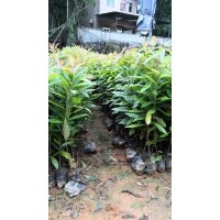 供應(yīng)荷樹