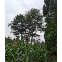 長(zhǎng)期出售樸樹黃連木無患子白櫸樹