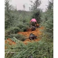 3到3.5米雪松