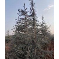 5米雪松