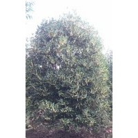 協(xié)燦苗木供紅楓羽毛楓櫸樹雞爪槭紅梅櫻花無(wú)患子桂花紅葉李