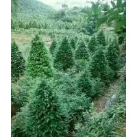 15至20公分紅豆杉5萬(wàn)株