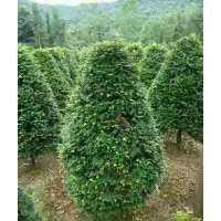 低分析圓球形紅豆杉，低分枝叢生多桿紅豆杉