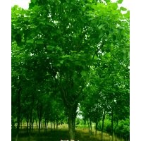梧桐12-15公分
