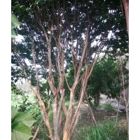 嵊州協(xié)燦苗木供應(yīng)櫸樹(shù)無(wú)患子羽毛楓雞爪槭紅楓垂絲海棠八月桂櫻花