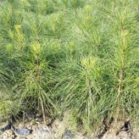 二年濕地松杯苗價格實惠，高度50-70公分-湖北華青農(nóng)業(yè)