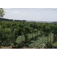 欒樹