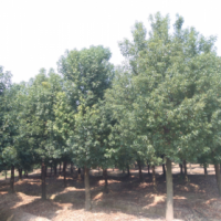 香樟樹價(jià)格 浙江8-30公分全冠香樟樹種植基地供應(yīng)商