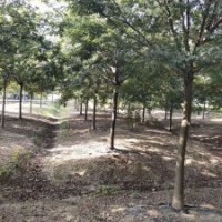 供應(yīng)四川成都櫸樹 基地批發(fā)價格